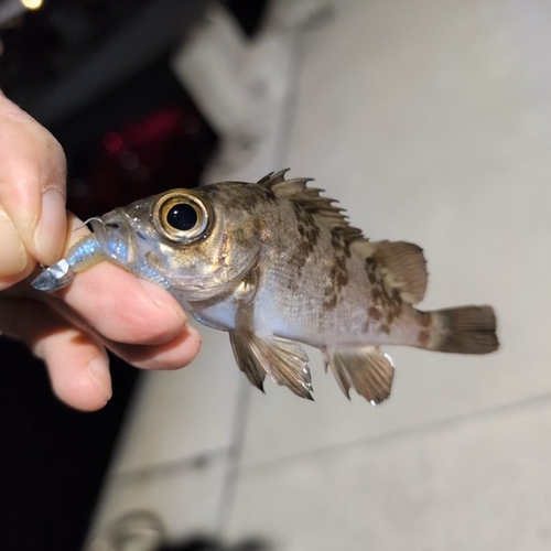 メバルの釣果