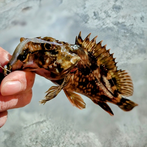 アラカブの釣果