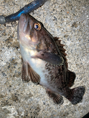 クロソイの釣果