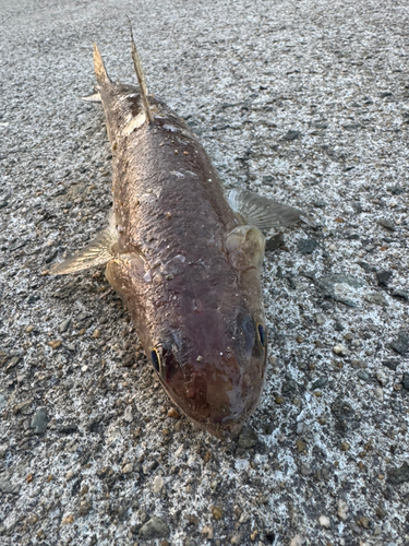 エソの釣果