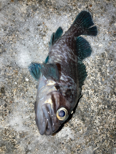 マゾイの釣果