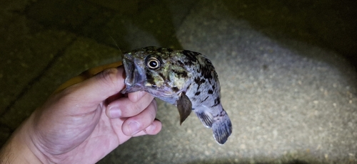 クロソイの釣果