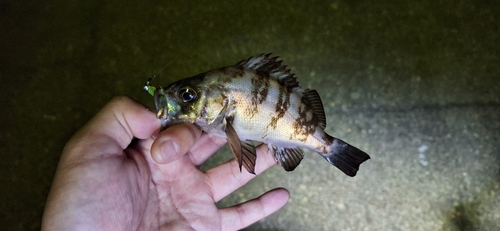 アカメバルの釣果