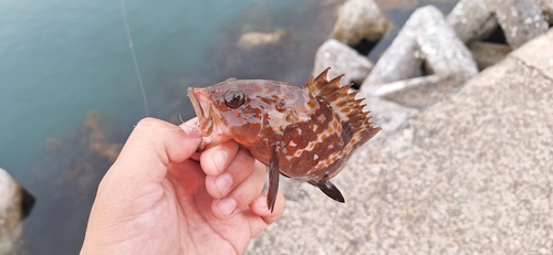 キジハタの釣果