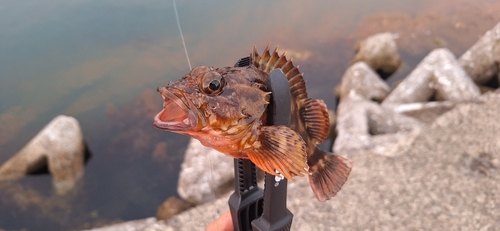 カサゴの釣果