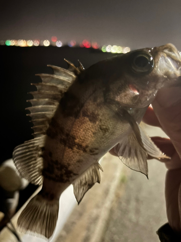 メバルの釣果