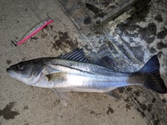 シーバスの釣果