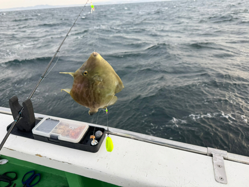 カワハギの釣果