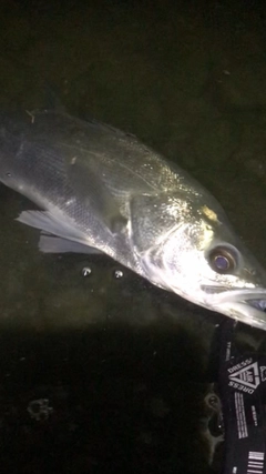 セイゴ（マルスズキ）の釣果