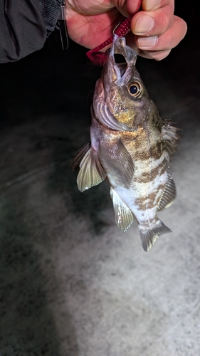 メバルの釣果