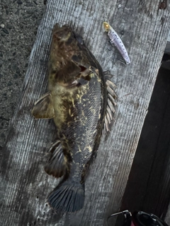 タケノコメバルの釣果