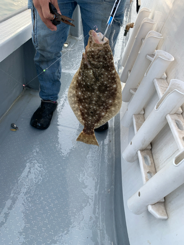 ヒラメの釣果