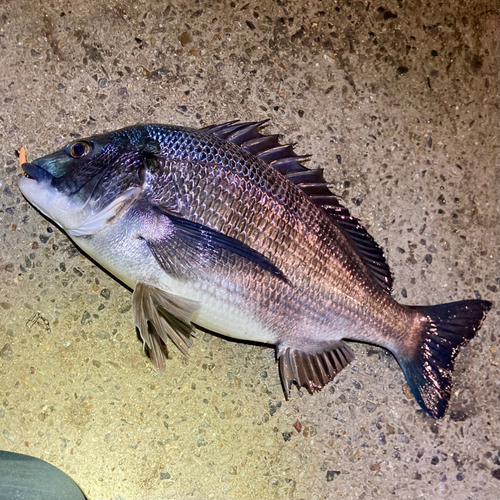 クロダイの釣果