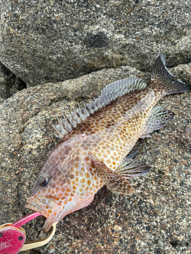 鹿児島湾南部