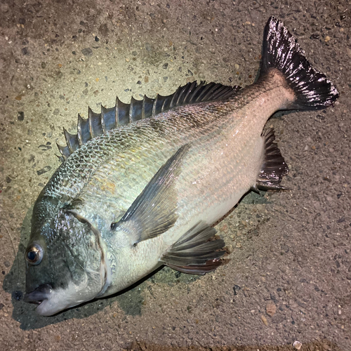 碧南海釣り公園