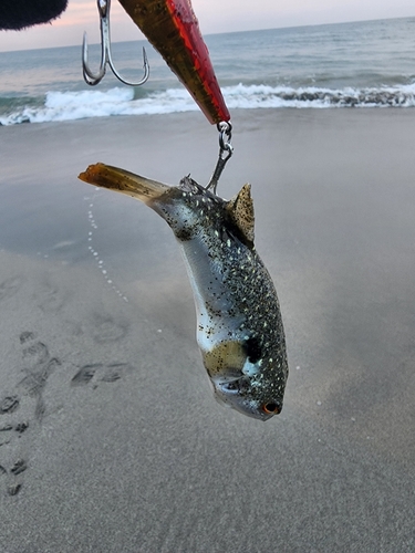 フグの釣果