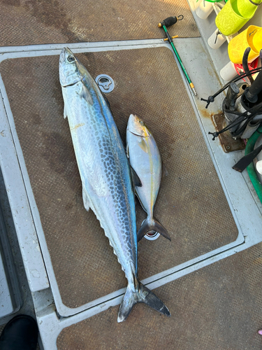 サワラの釣果