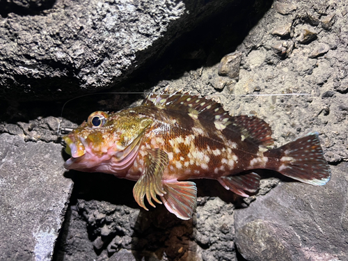 カサゴの釣果