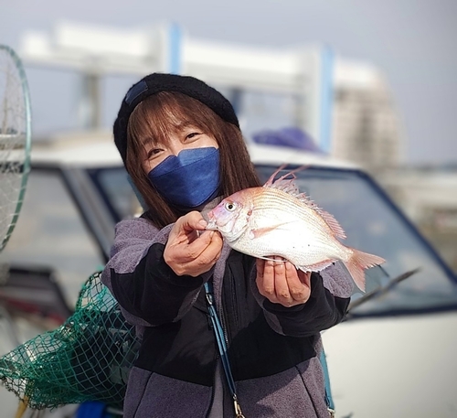 チダイの釣果