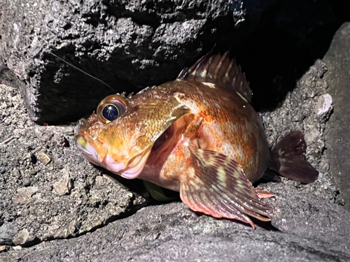 カサゴの釣果