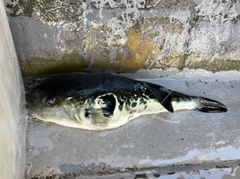 アカアマダイの釣果