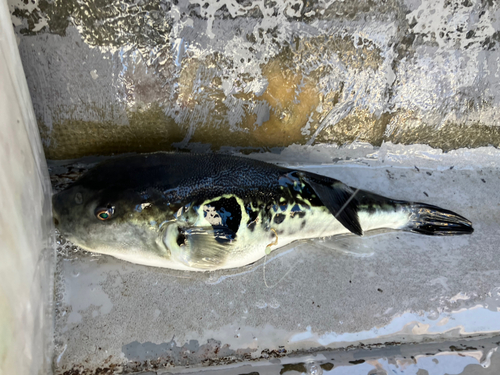 アカアマダイの釣果