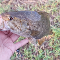 スモールマウスバス