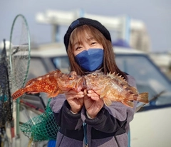 アラカブの釣果