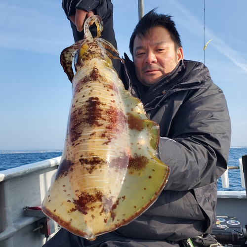 アオリイカの釣果