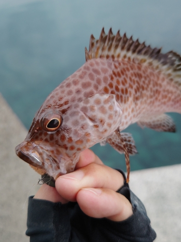 オオモンハタの釣果