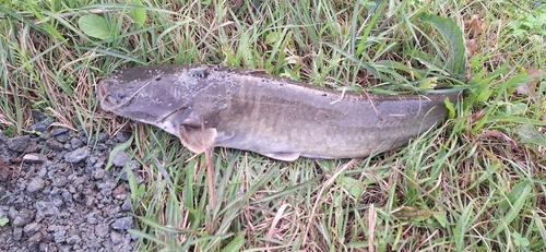 ナマズの釣果