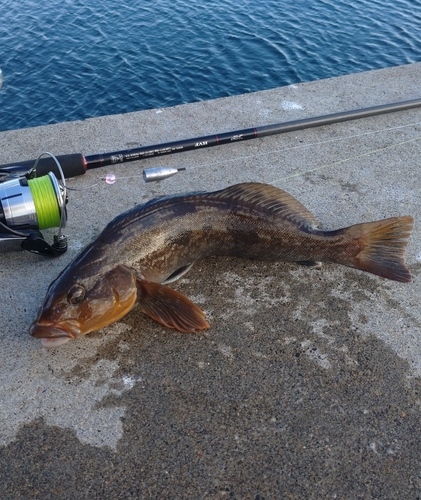 アイナメの釣果