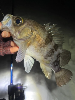 シロメバルの釣果
