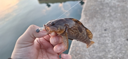 アイナメの釣果