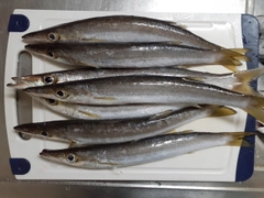 カマスの釣果