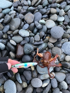 タコの釣果