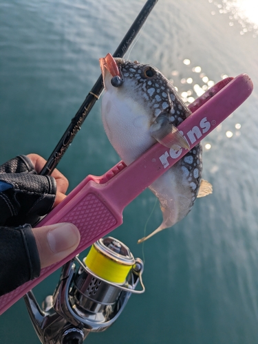 ショウサイフグの釣果