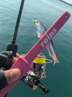 カタクチイワシの釣果
