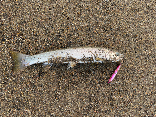 アメマスの釣果