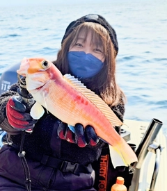 アマダイの釣果