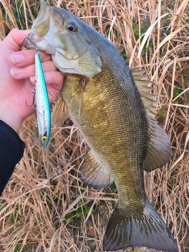 スモールマウスバスの釣果