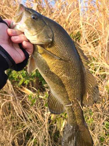 スモールマウスバスの釣果