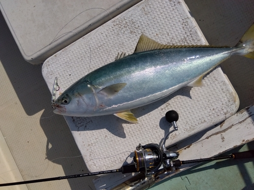 ブリの釣果