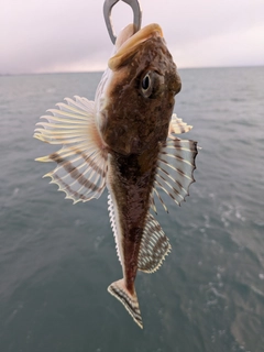 ツマグロカジカの釣果