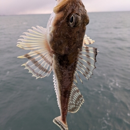 ツマグロカジカ