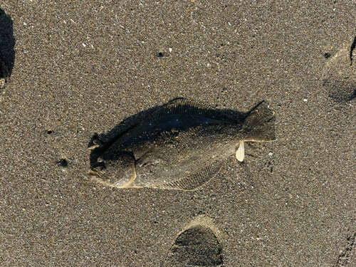 ソゲの釣果