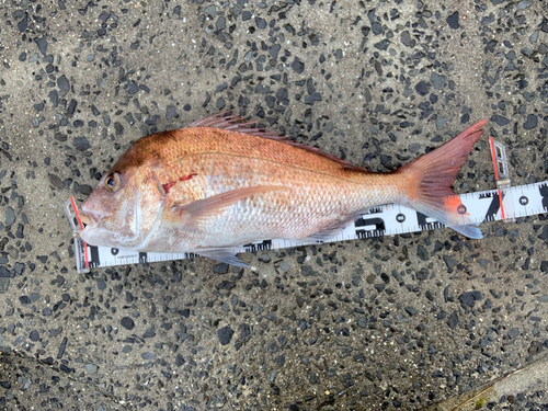 マダイの釣果