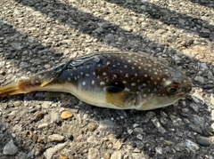 フグの釣果