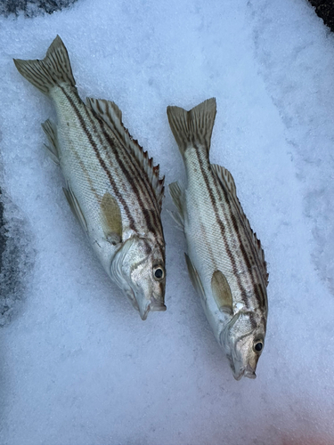 シマイサキの釣果