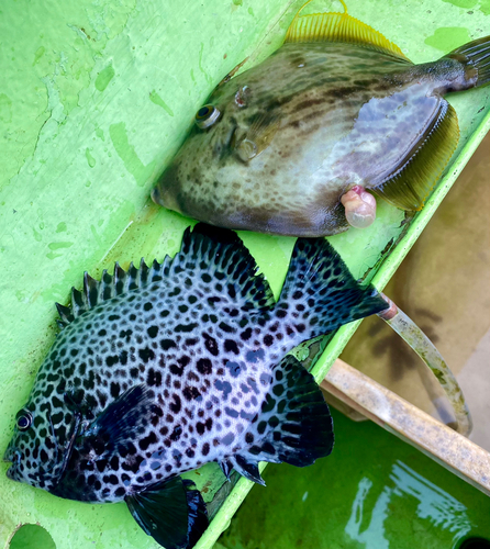 イシガキダイの釣果